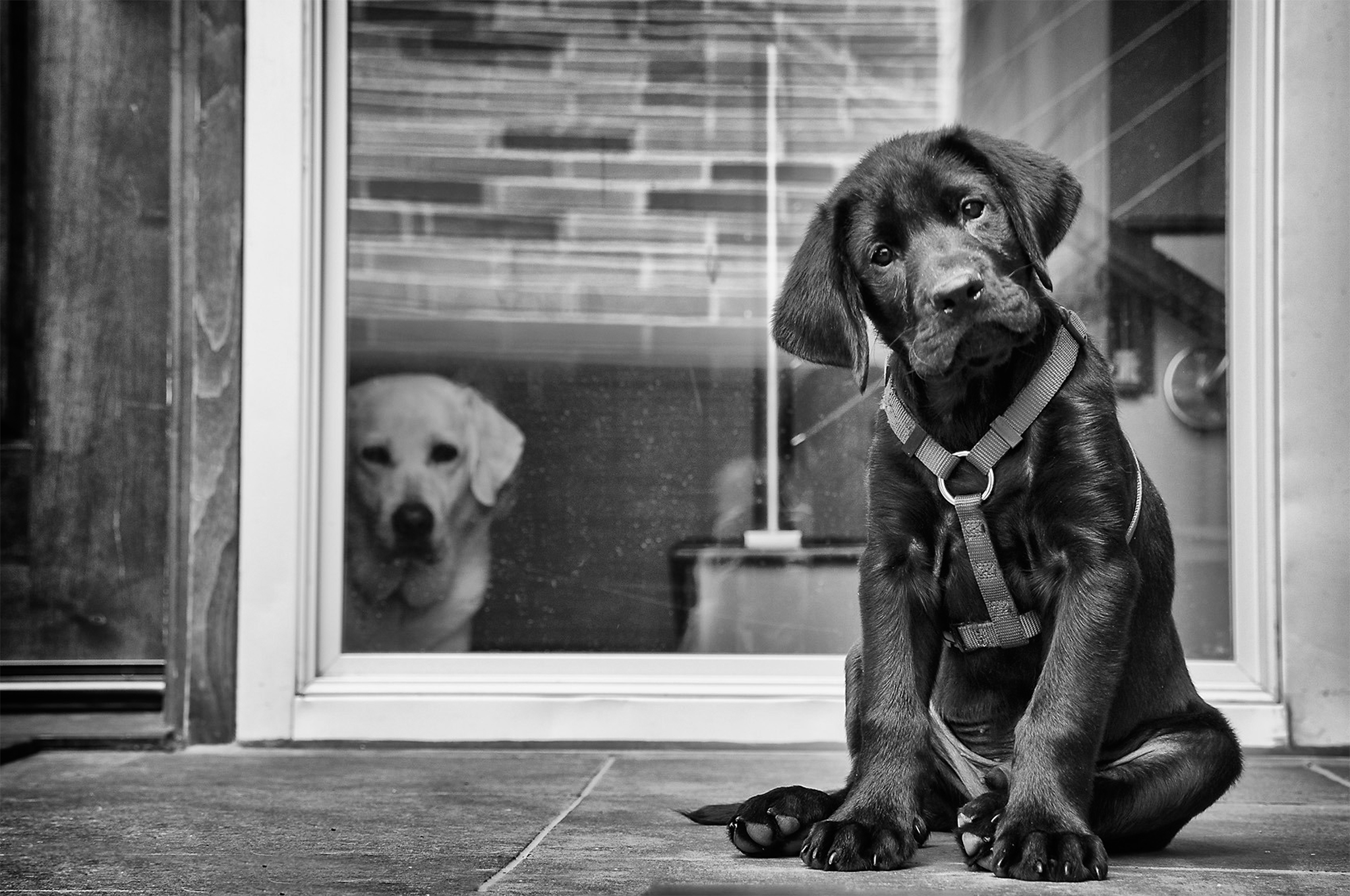 After almost nine years of the being the only dog in the house, and one which I photograph daily (she is my muse and supermodel), Scout peers out the window as I photograph the new puppy Kal.